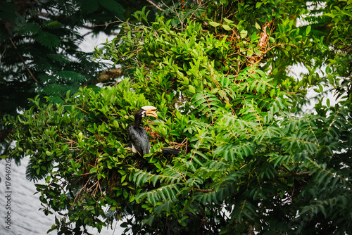 Great Hornbill Perched on a Tree Branch in Tropical Forest, Wildlife in Thailand