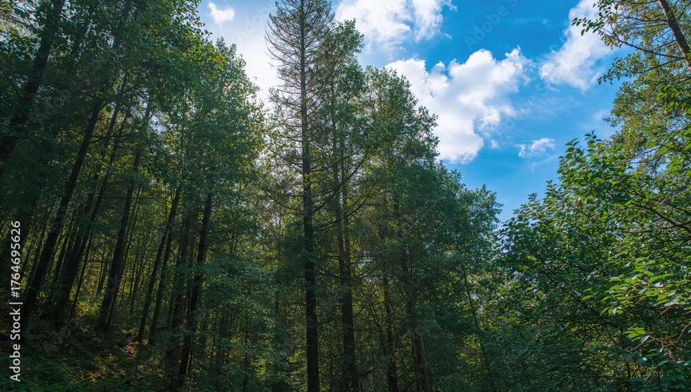 Obraz premium Breathtaking woodland landscape under bright sunlight, showcasing a scenic view of trees and clear skies. Concept of hiking and nature exploration.