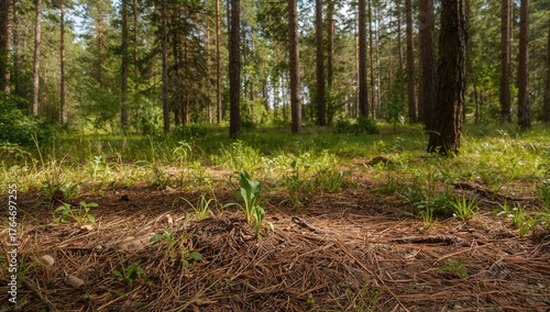 Tiny growth with promising potential - nature, forest, plant, needles, seedling
