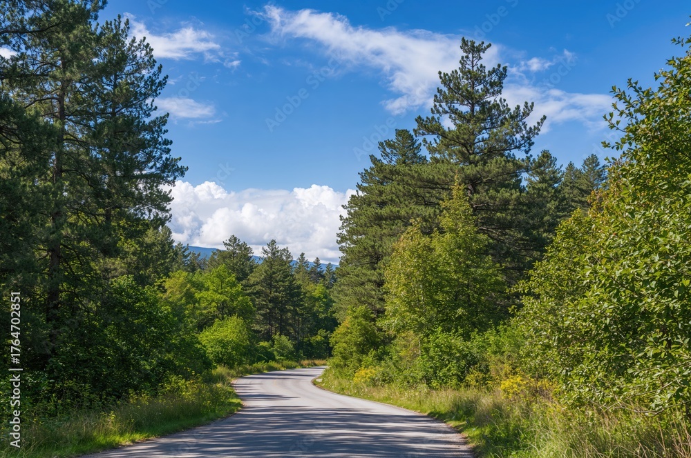 Fototapeta premium Path Through the Pine Woods