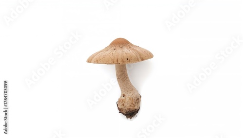 Giant Mushroom Variety Displayed on a Plain White Surface