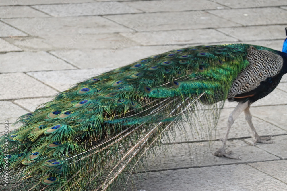 Fototapeta premium Peacock – Vibrant Feathers and Majestic Beauty in Nature