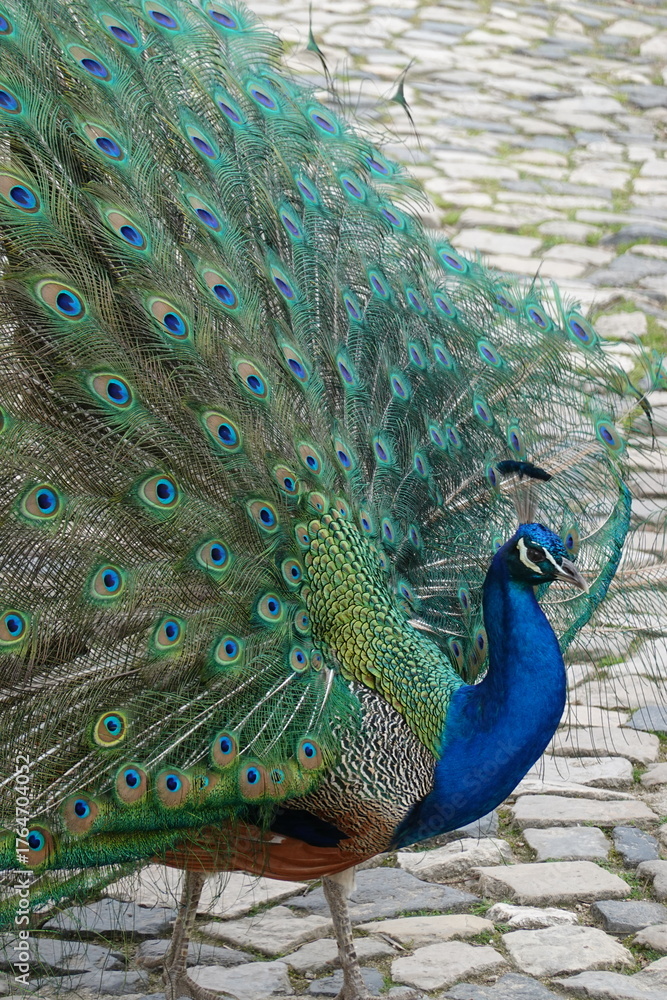 Obraz premium Peacock – Vibrant Feathers and Majestic Beauty in Nature