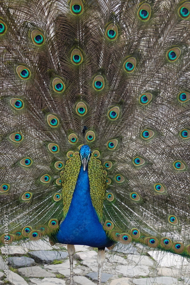 Obraz premium Peacock – Vibrant Feathers and Majestic Beauty in Nature