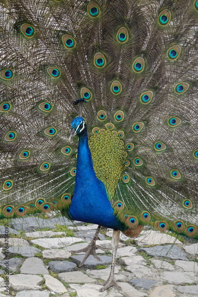 Obraz premium Peacock – Vibrant Feathers and Majestic Beauty in Nature