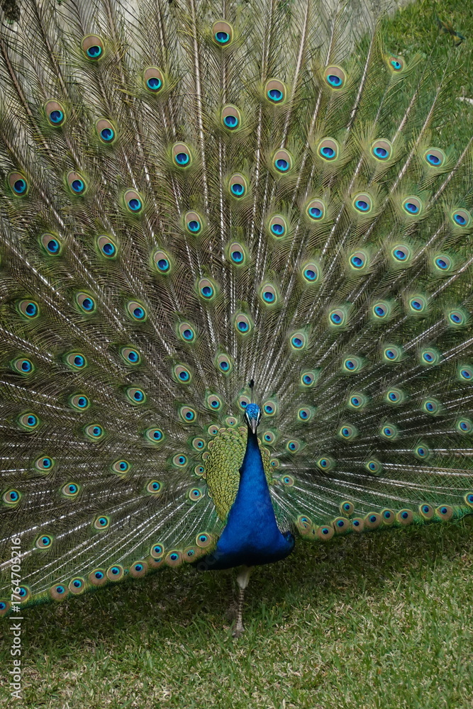 Obraz premium Peacock – Vibrant Feathers and Majestic Beauty in Nature