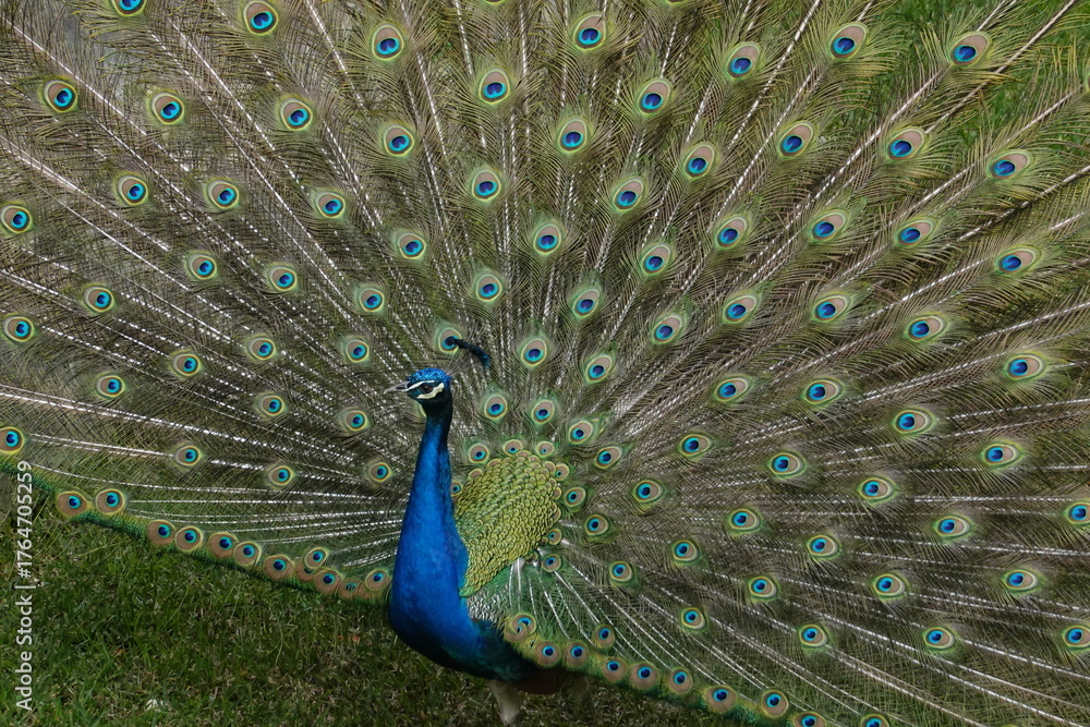 Obraz premium Peacock – Vibrant Feathers and Majestic Beauty in Nature