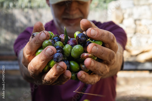 Cuadro en lienzo Close up of olives in hands representing cardiovascular wellness and nutrition