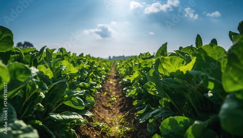 Spinach crop prepared for picking, cultivated on ridges