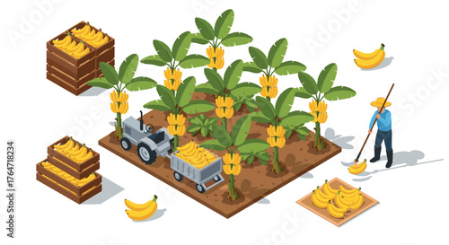 Isometric banana farm: harvesting process with worker and tractor