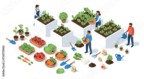 Urban gardening in isometric style: people cultivating vegetables in raised beds