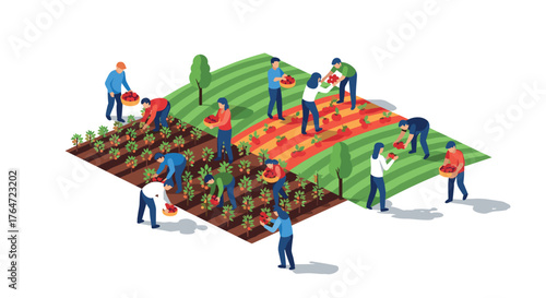 Isometric farming scene with workers harvesting in colorful fields