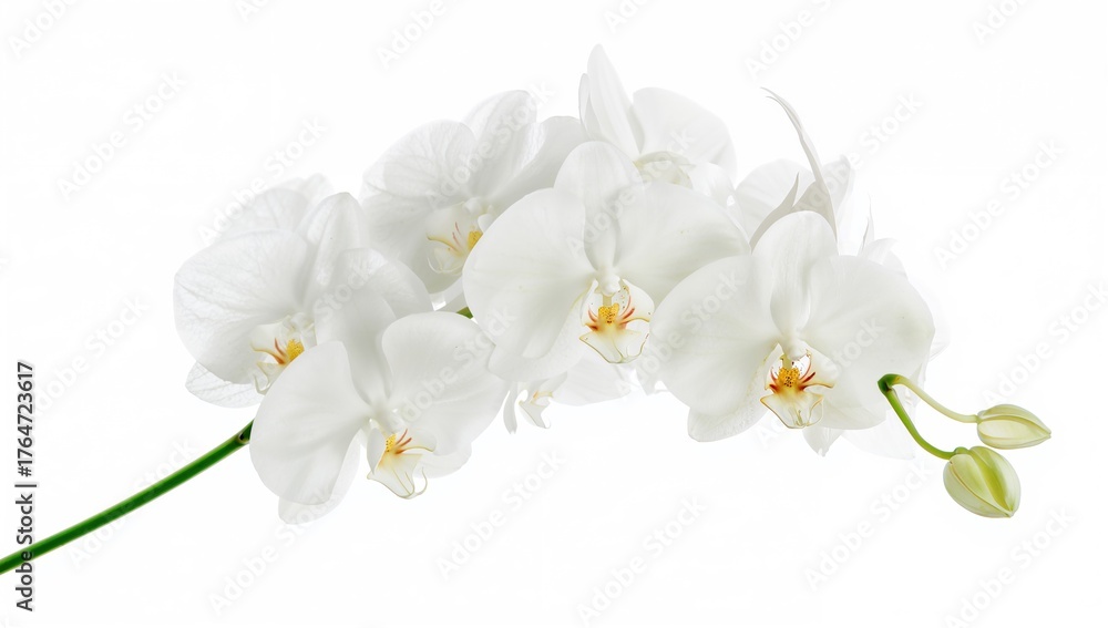 Obraz premium White background with a branch of orchid blossoms