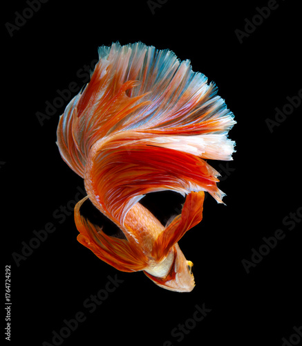 Colourful orange betta fish,Siamese fighting fish in movement isolated on black background. Capture the moving moment of colourful siamese fighting fish with clipping path.