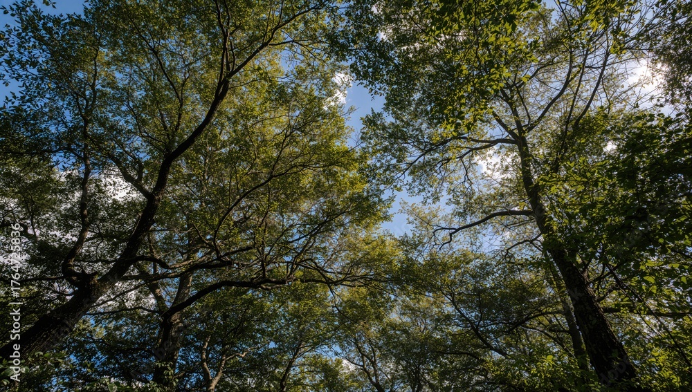 Obraz premium Looking up at the thick tree branches