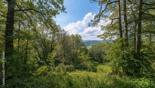 Fototapeta Naklejka Na Ścianę i Meble -  Tranquil woodland during the summer season