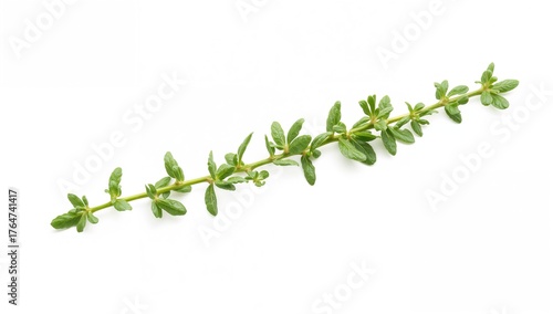 Wallpaper Mural Oregano or marjoram sprig with leaves on a white backdrop, culinary herb. Natural ingredient. Wellness concept. Nutritious diet. Premium image quality Torontodigital.ca