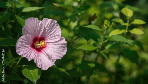 Summer garden blossoms of Hibiscus moscheutos, also known as rose mallow or swamp rose-mallow
