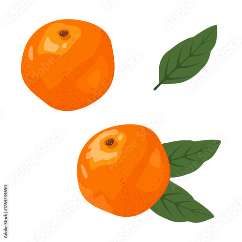 Set of two tangerines with leaves on an isolated background. Vector illustration.