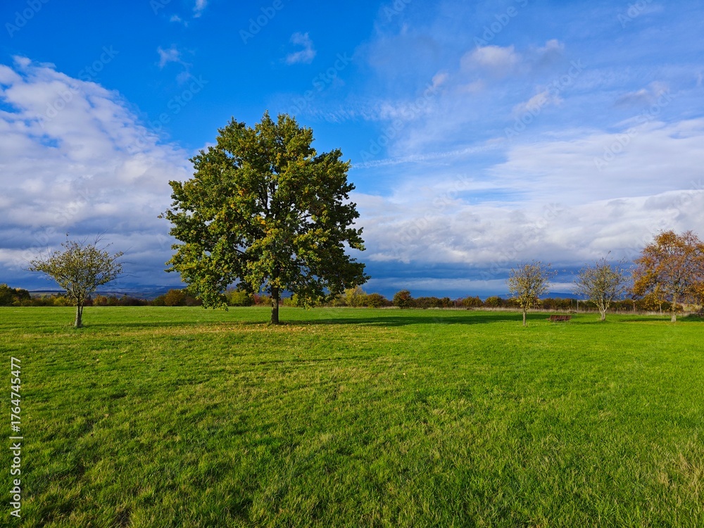 Fototapeta premium Natur Baum Herbst 