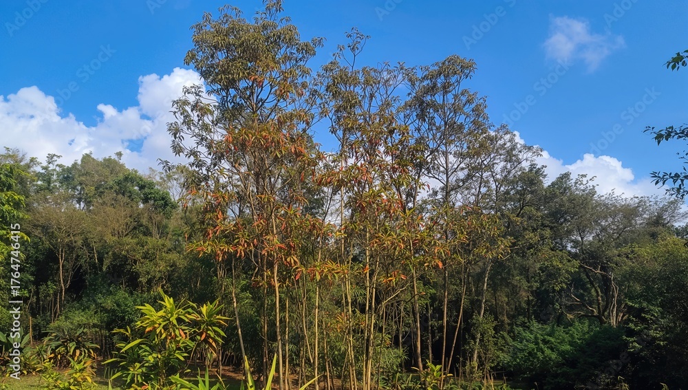 Fototapeta premium A cluster of bamboo stalks growing in a garden setting