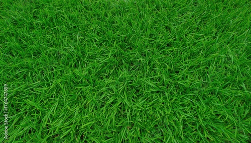 Wallpaper Mural Close-up view of lush green grass texture on a sports field Torontodigital.ca