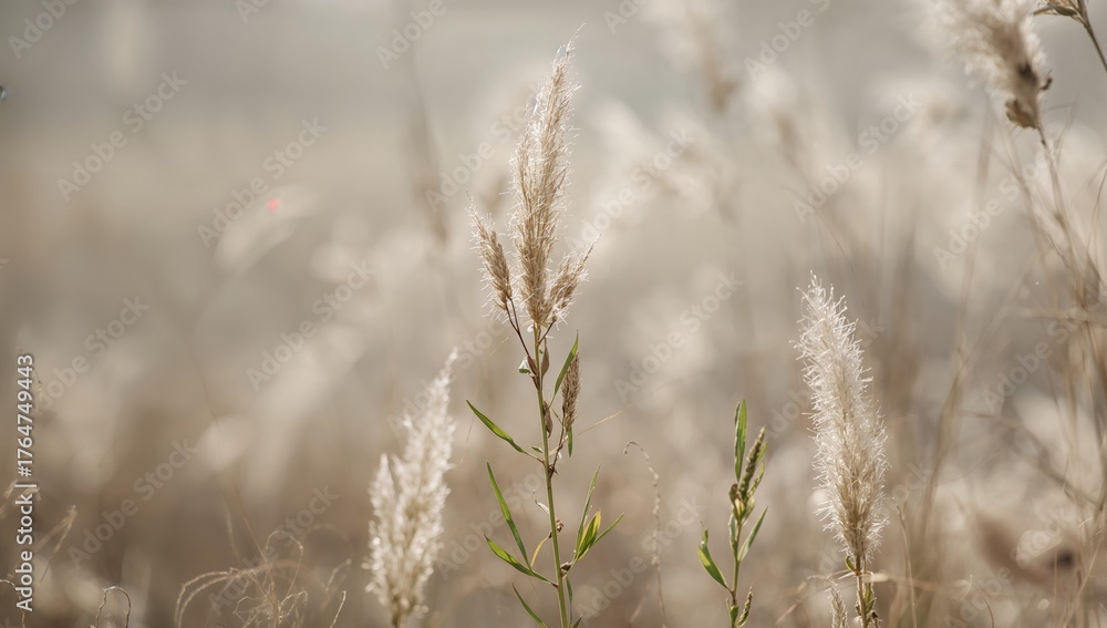 Fototapeta premium The stems of the asper plant are beginning to elongate