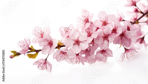 Wallpaper Mural Pink cherry blossoms set against a white backdrop. Torontodigital.ca