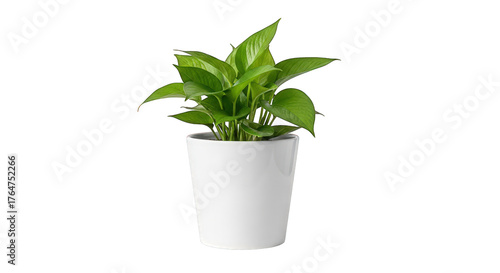 Potted golden pothos plant in a white pot on transparent background