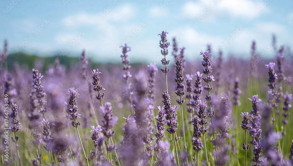 Fototapeta premium Blooming lavender landscape with soft focus