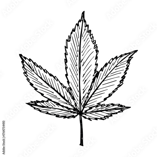 Hand drawn cannabis leaf Medicine marijuana Hemp leaves clipart in doodle style Single element for print, web, design, decor