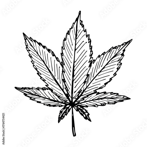 Hand drawn cannabis leaf Medicine marijuana Hemp leaves clipart in doodle style Single element for print, web, design, decor