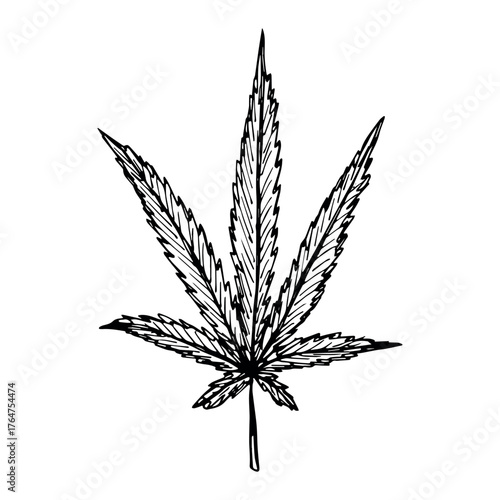 Hand drawn cannabis leaf Medicine marijuana Hemp leaves clipart in doodle style Single element for print, web, design, decor