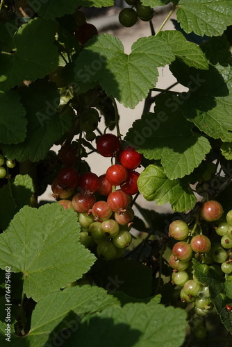 Spring Botanical Garden in Belgium