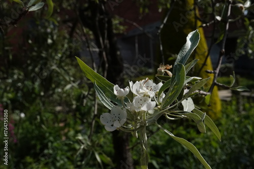 Spring Botanical Garden in Belgium