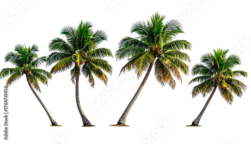 Four palm trees with fronds, illuminated by warm light, against a stark black backdrop