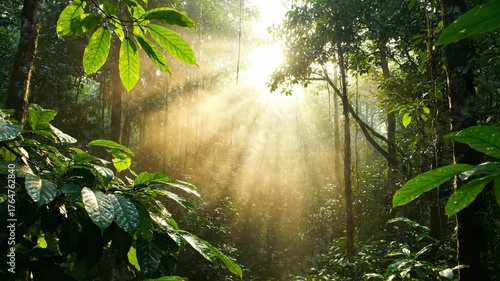 Forest Sunlight: Sunlight streams through the trees in a dense forest, illuminating the lush green foliage and creating a magical, ethereal atmosphere.