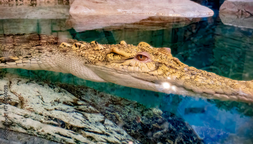 Crocodile up close