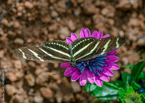Zebra longwing butterflies feeding in a spring garden