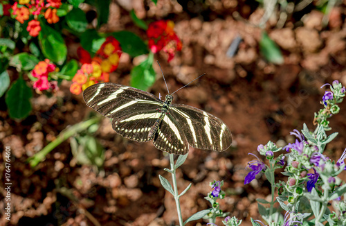 Zebra longwing butterflies feeding in a spring garden