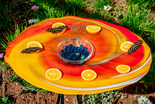 Zebra longwing butterflies feeding in a spring garden