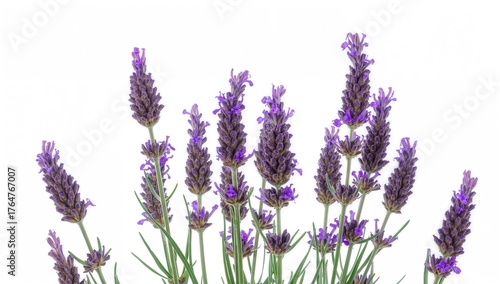 Fragrant purple spikes of L...