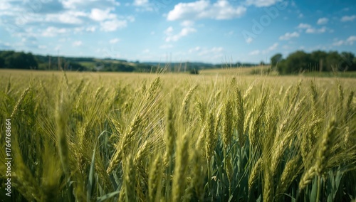 Fototapeta Naklejka Na Ścianę i Meble -  Golden wheat fields waving under bright summer sunlight. A picturesque view of mature grain crops rustling in the wind. Soft focus effect.