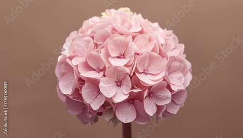 Wallpaper Mural Blossoming Pink Lacecap Hydrangea Flowers Torontodigital.ca