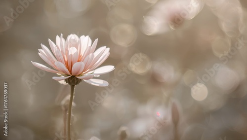 Delicate blossoms with a smooth blur and twinkling light effects behind