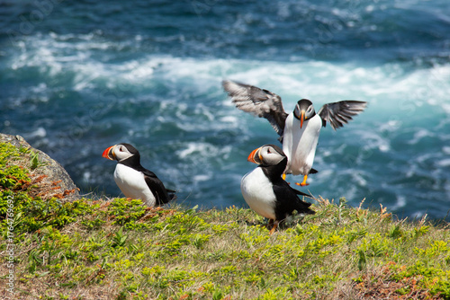 Atlantic Puffin on rocky cliff by blue ocean