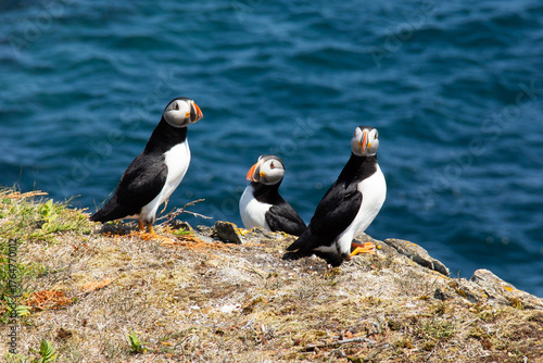 Atlantic Puffin on rocky cliff by blue ocean