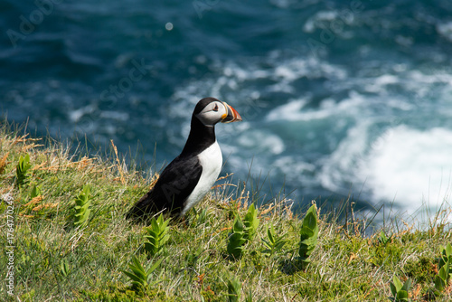 Atlantic Puffin on rocky cliff by blue ocean