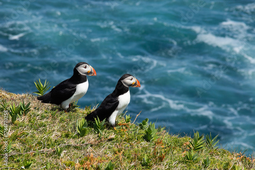 Atlantic Puffin on rocky cliff by blue ocean