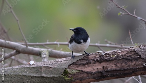 The red-vented bulbul belon...